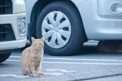 野良にゃんこ