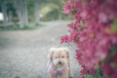 愛犬とつつじ