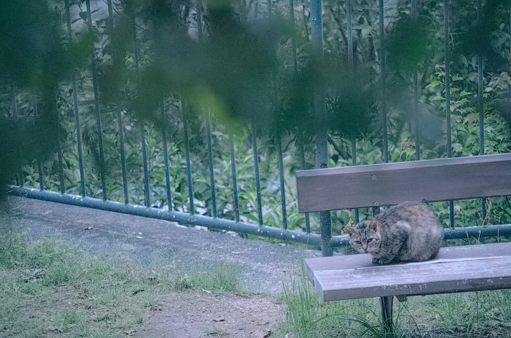 にゃんこ