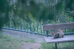にゃんこ