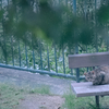 にゃんこ