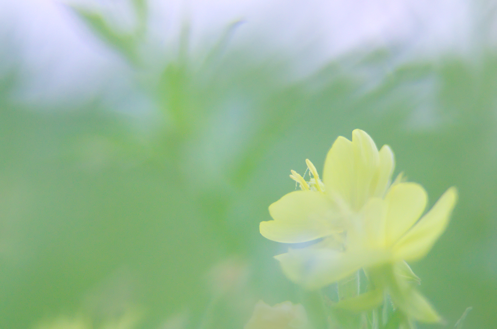 黄色い花