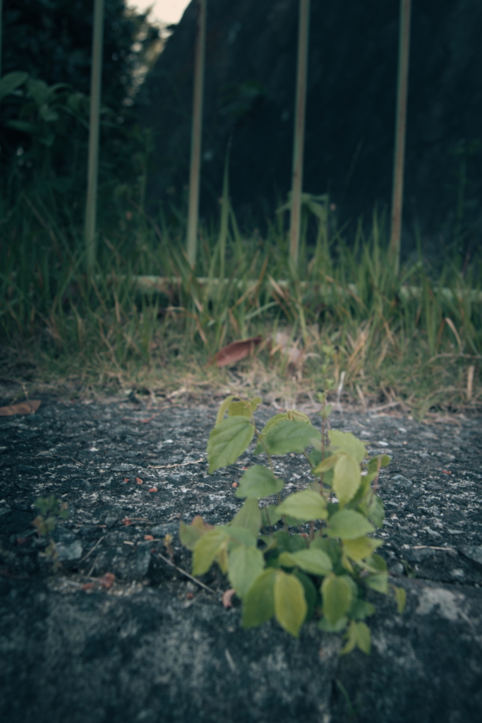 散歩道の草花
