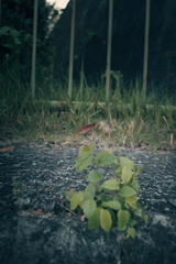 散歩道の草花