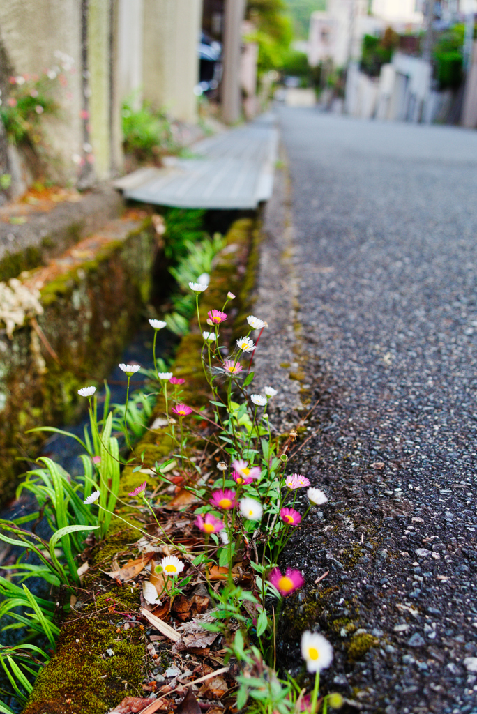 ゲンペイコギク