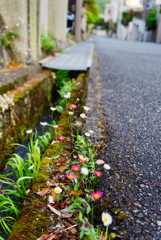 ゲンペイコギク