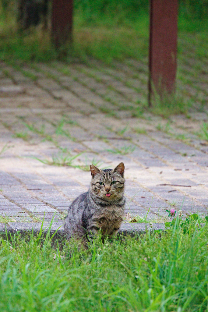 野良にゃんこ
