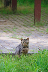 野良にゃんこ