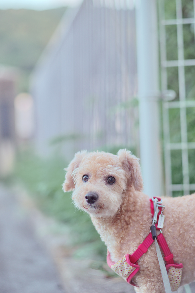 愛犬