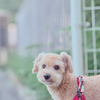 愛犬