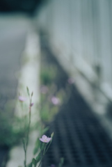 アカバナユウゲショウ