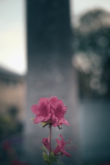 つつじ
