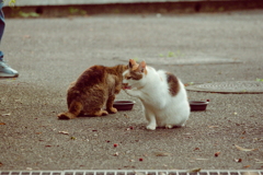 野良にゃんこ