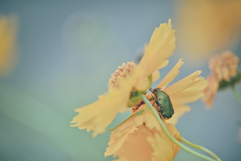 オオキンケイギクとハナムグリ