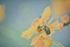 オオキンケイギクとハナムグリ