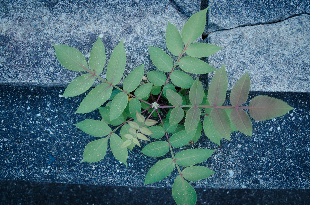 道端の草花