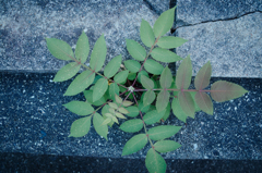 道端の草花