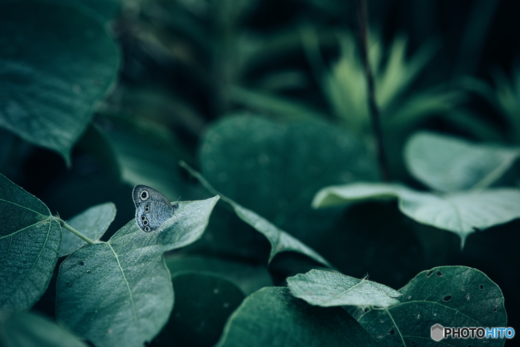 ヒメウラナミジャノメ