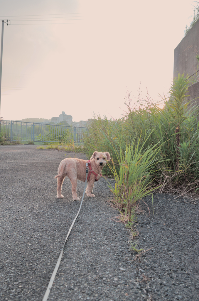 愛犬