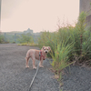 愛犬