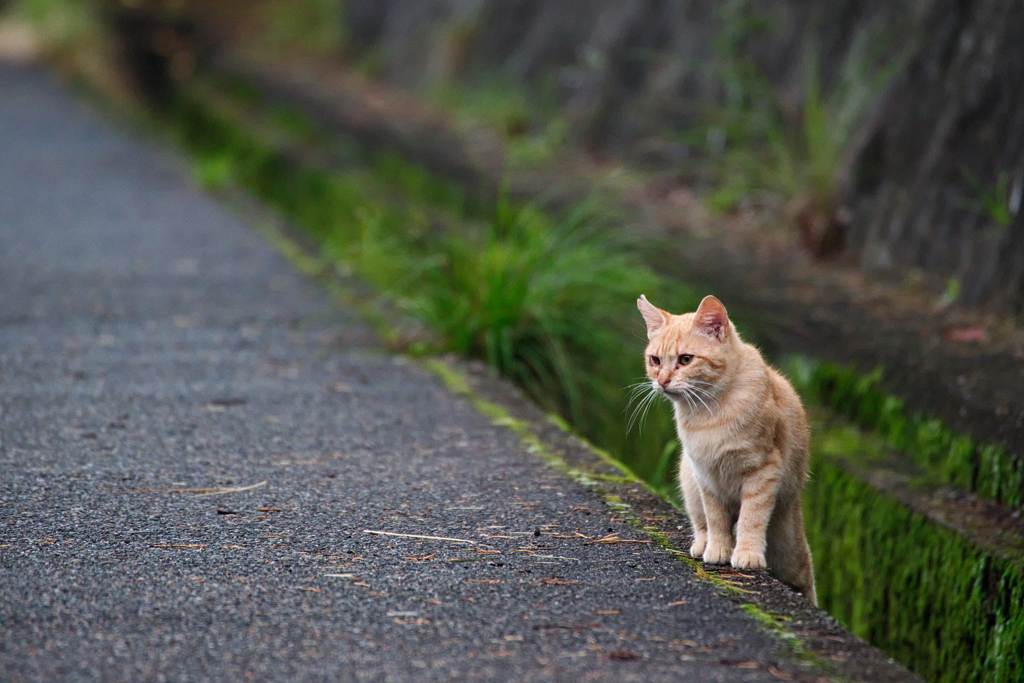野良にゃんこ
