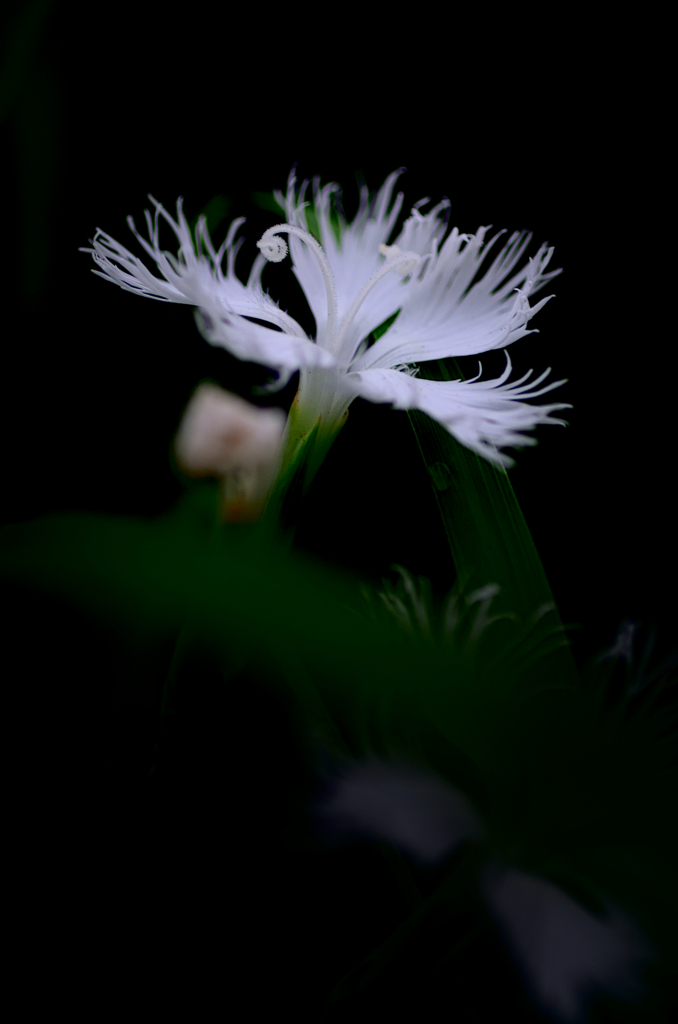 カワラナデシコ