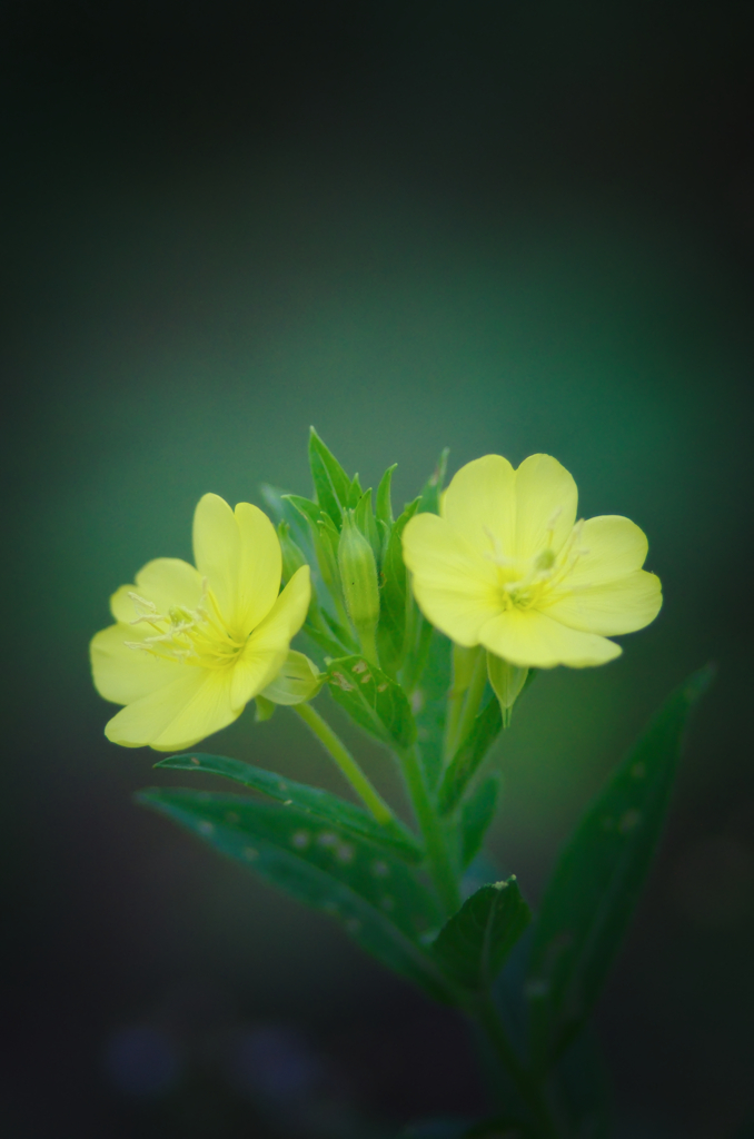 黄色い花