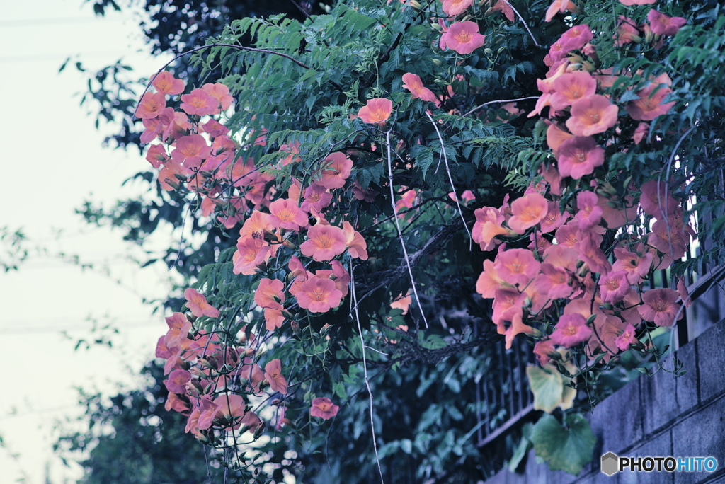 ノウゼンカズラ