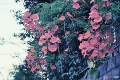 ノウゼンカズラ