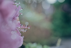 雨上がりのツツジ