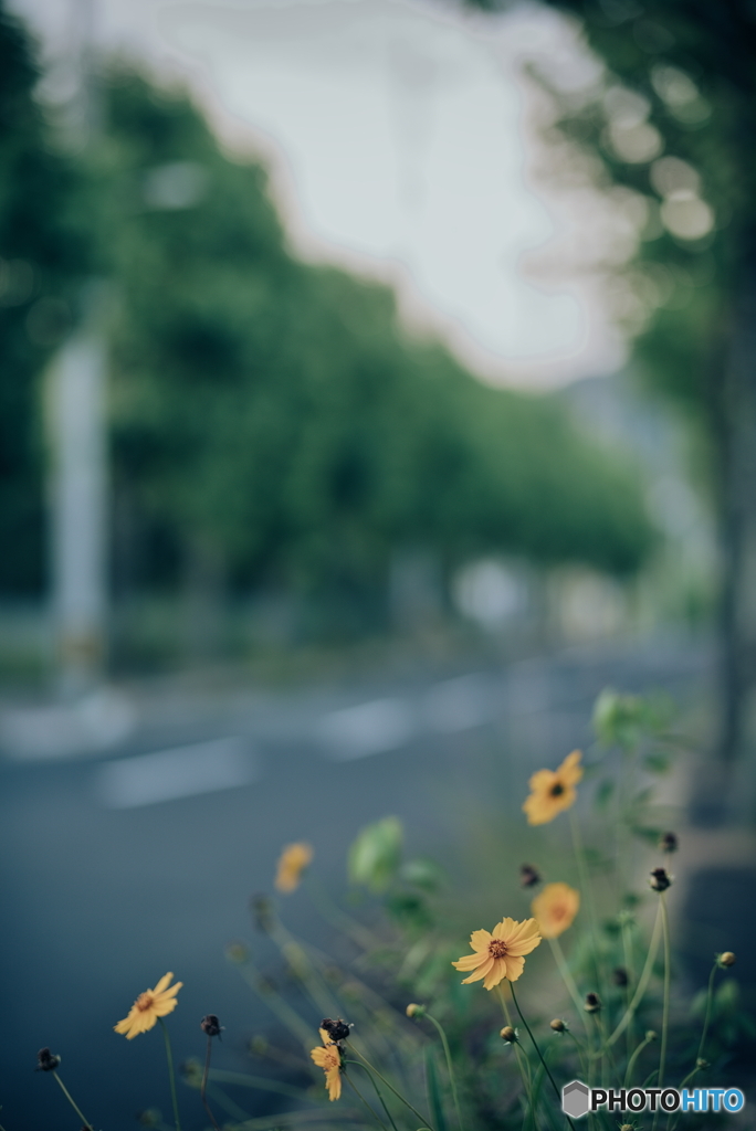 オオキンケイギク