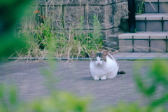 野良にゃんこ