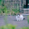 野良にゃんこ