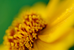 オオキンケイギク