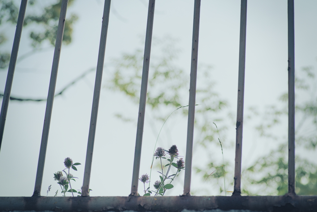 お散歩中の草花