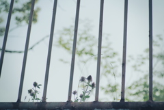 お散歩中の草花