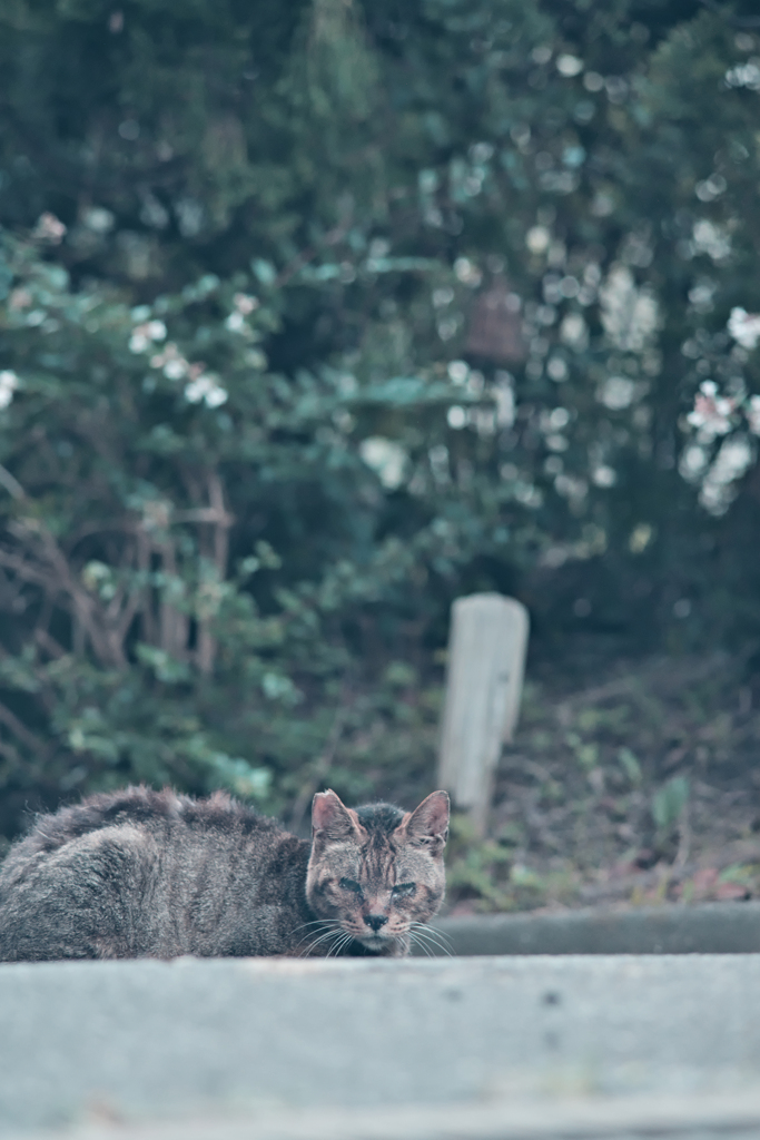 野良にゃんこ