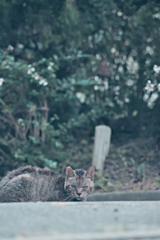 野良にゃんこ