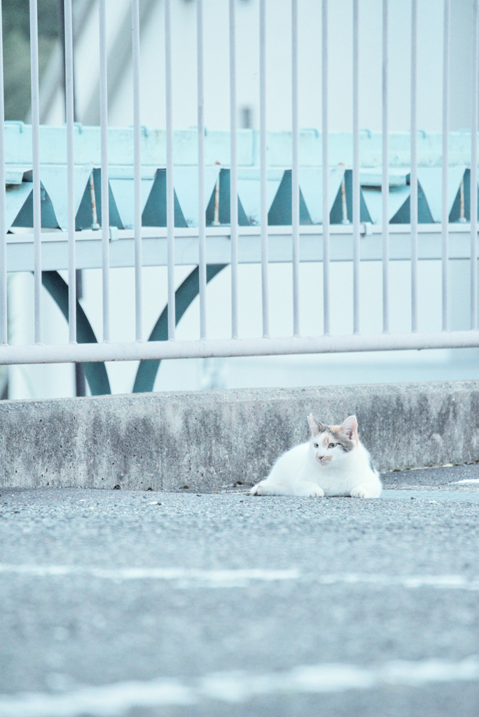 野良にゃんこ