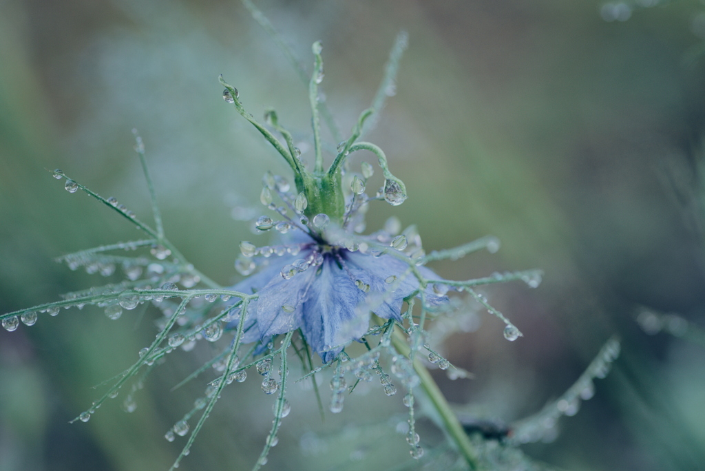 ニゲラに付いた雫