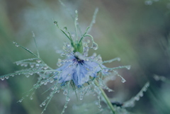 ニゲラに付いた雫