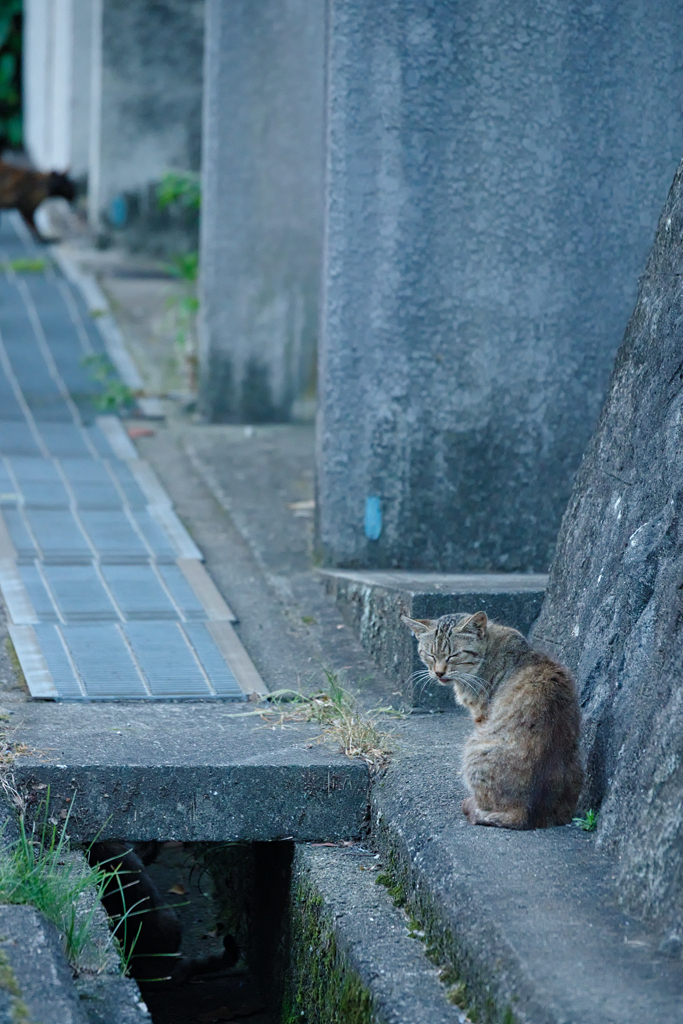 野良にゃんこ
