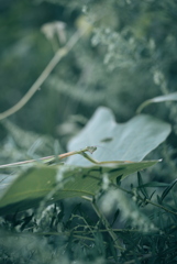 カマキリ