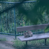 にゃんこ