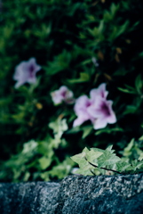 路肩の草花
