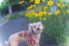 愛犬