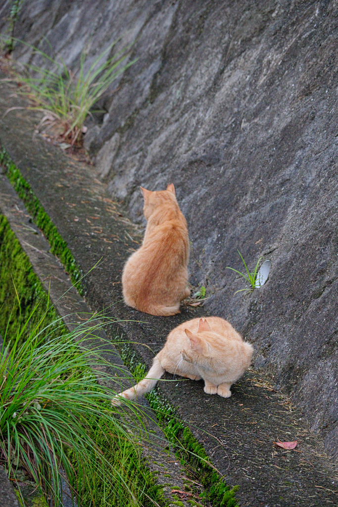 野良にゃんこ