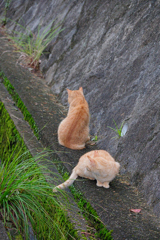 野良にゃんこ