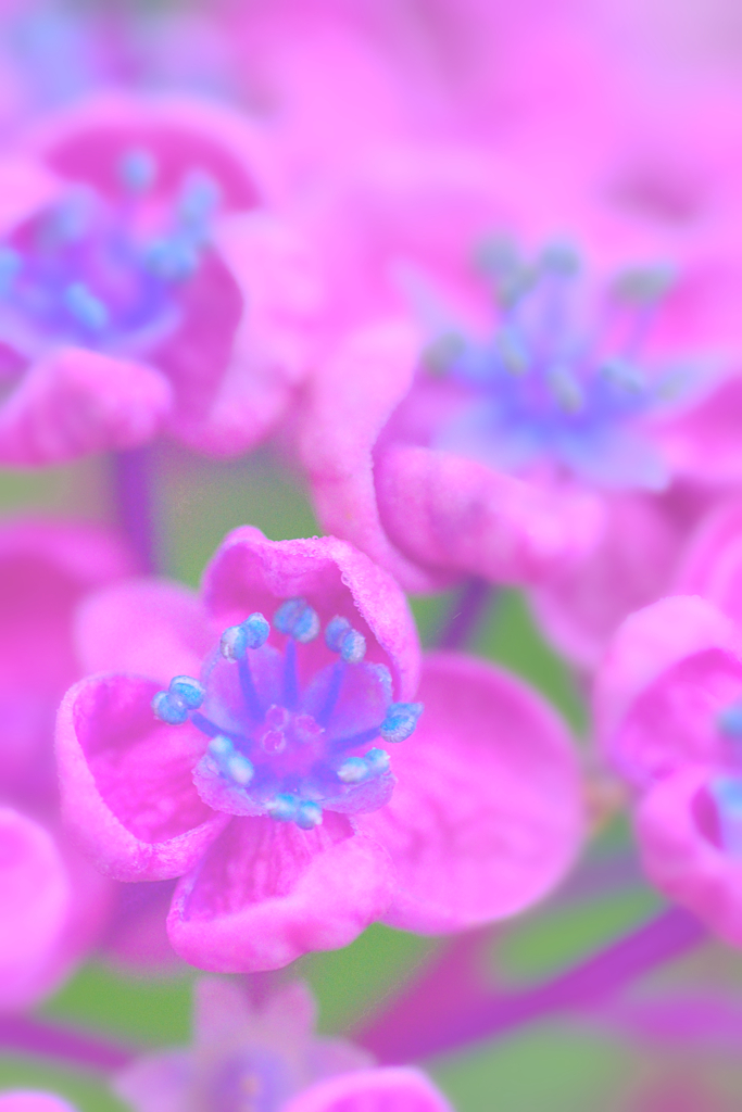 紫陽花