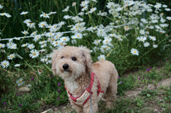 愛犬